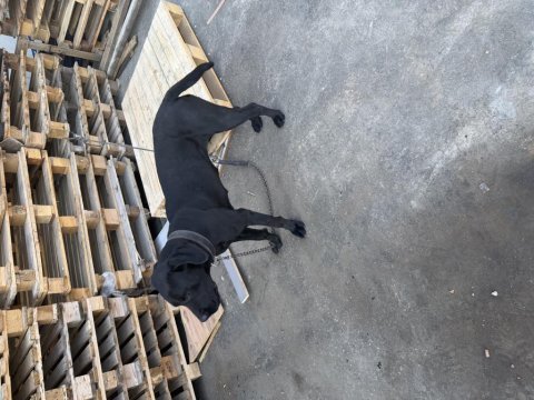 1 yaşında dişi cane corso