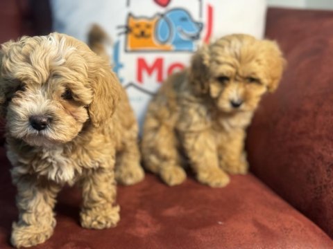 Show kalite maltipoo yavrularımız