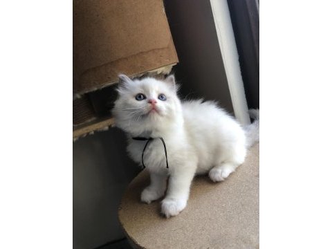 Full şecereli ragdoll bicolor yavrular