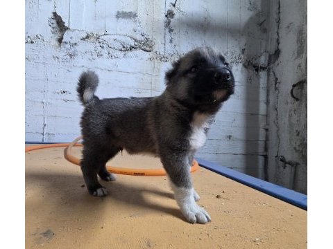 Gerçek kurtçul kangal yavrusu