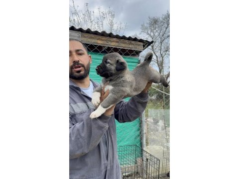 Kral sarı kangal yavruları