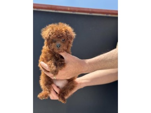 Show kalite tea cup kore poodle yavrumuzu canlı görün