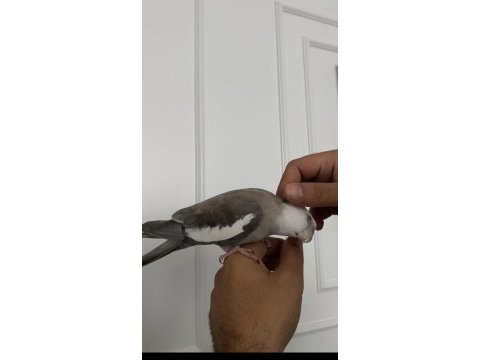 Konuşan full evcil eğitimli sultan papağanı