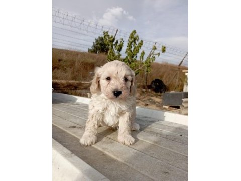 2.5 aylık maltipoo yavruma yuva arıyoruz