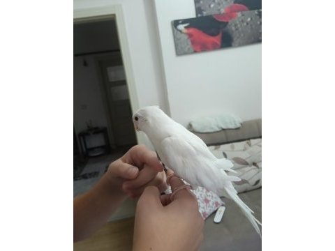 Erkek yavru sultan papağanı ile takas olunur