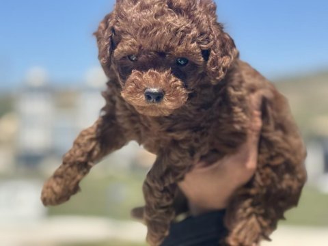 Çok özel aşılı pasaportlu garantili safkan toy poodle