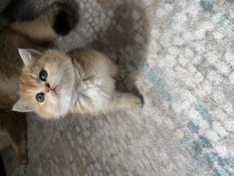 Golden safkan british shorthair