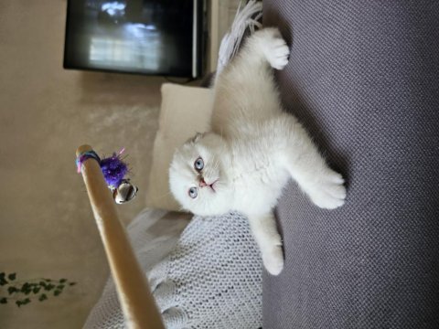 Üst kalite sıfır kulak scottish fold şecereli yavrular