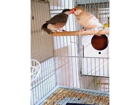 Sahibinden farklı ispinozlar (finch)