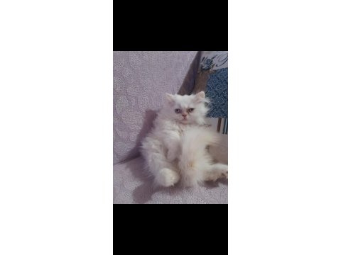 Son kalan iran erkek yavrum