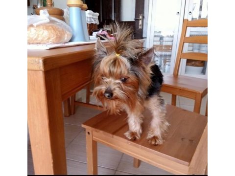 Yorkshire terrier sahiplendirmek istiyorum