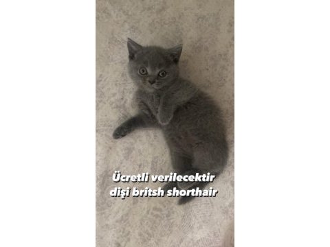 Dişi british shorthair yavrumuz