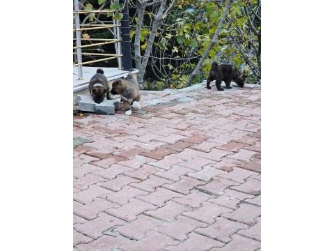 Amerikan akita köpeği