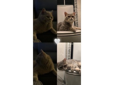British shorthair yavru bebekler
