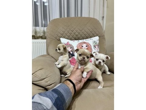 Kalite chihuahua tesadüf değildir