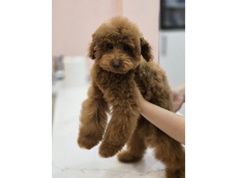 Teddy face red toy poodle