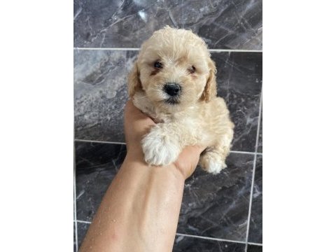 Orjinal minyatür toy poodle bebekler