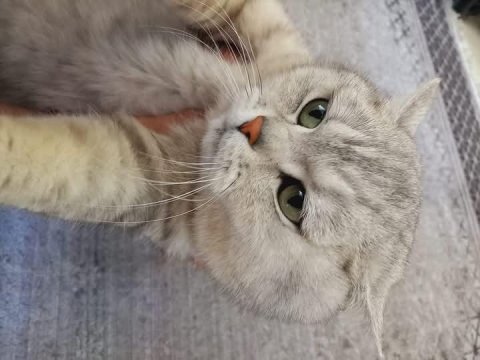 1 yaşında dişi kedimize kalıcı yuva arıyoruz