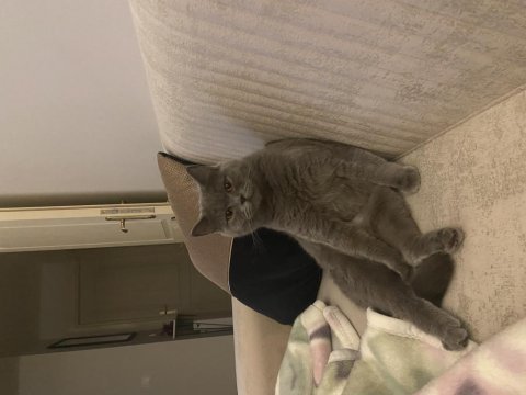 British shorthair 1,5 yaşında dişi