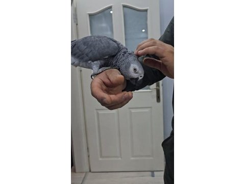 Full evcil cocuk hastası jako