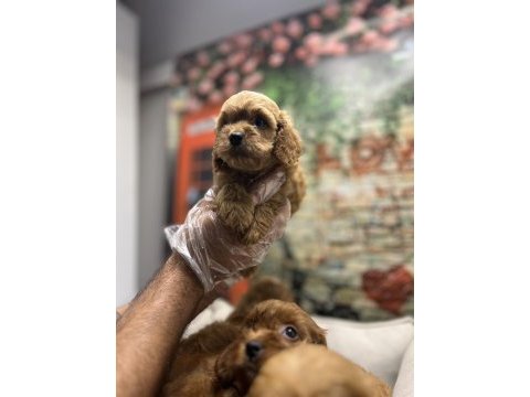 Red- red brown maltipoo yavrularımız @petclubadanaa