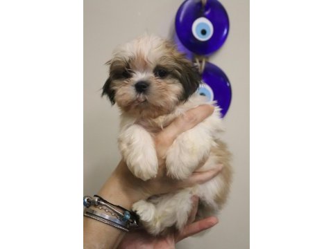 Ev ortamında büyüyen safkan shih tzu yavruları