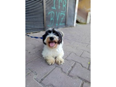 Terrier dişi