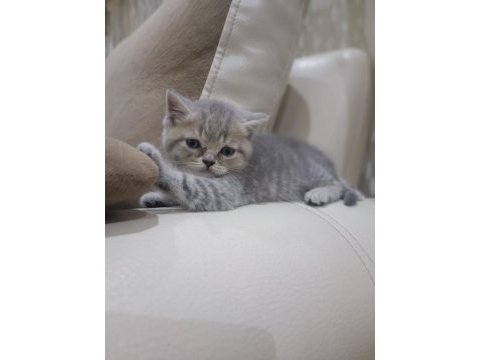 British shorthair kedisi