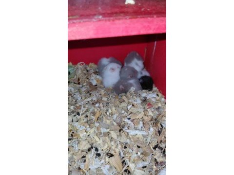 Hamster yavrular