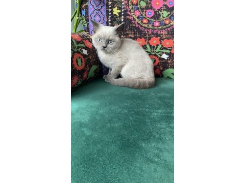Blue point yavru british shorthair