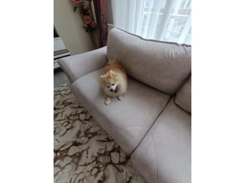 4 aylık dişi eğitimli adı şila spitz