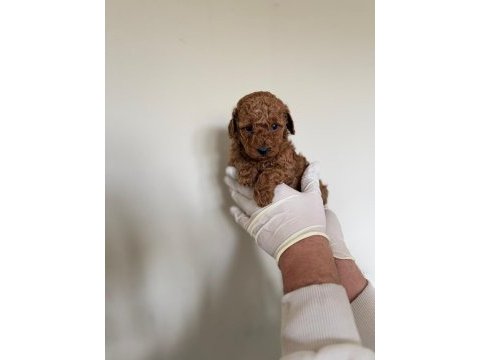 Referans yavru toy poodle