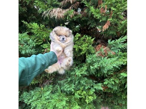 Pomeranian leopard rengi