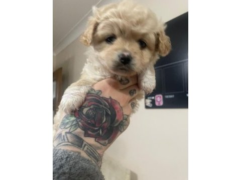 Bebişlerim kore anne kore babadan olma safkan maltipoo
