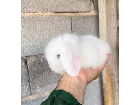 Mavi göz hollanda lop tavşanı