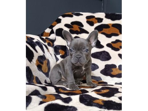 %100 ırk garantili fransız bulldog yavruları
