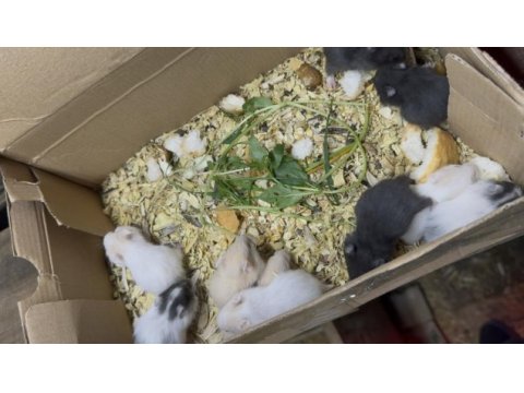 Hamsterlarda asla ısırma yok 1 aylık sevmelik arayınız