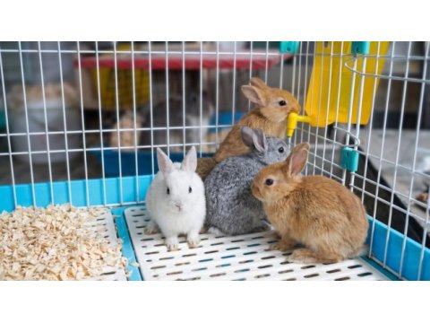 Rengarenk safkan hollanda cüce tavşanlar!
