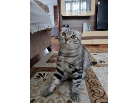 Duman bir buçuk yaşında erkek scottish fold