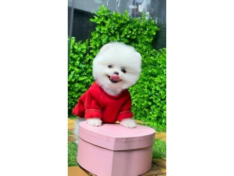 Ankaranın en güzel pomeranian boo yavruları