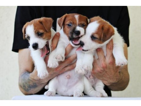 Fcı şecereli, kayıtlı, şampiyon soydan jack russell