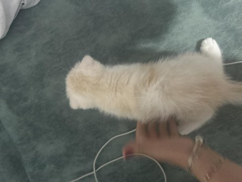 Kırık kulak scottish fold