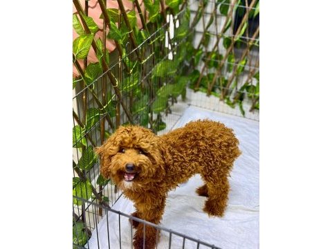 Poodle erkek