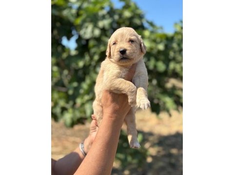 Golden retriever köpeği minnoşlar