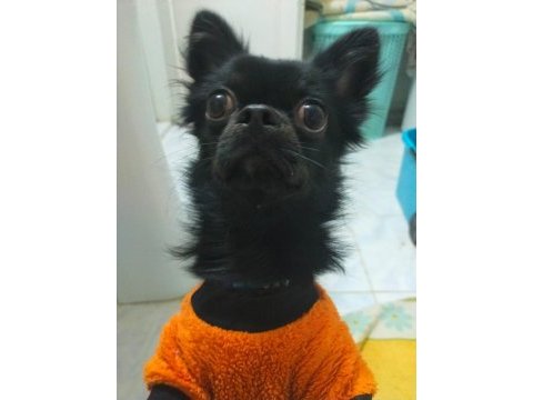 1.5 yaşındaki chihuahua oğlumuza eş arıyoruz