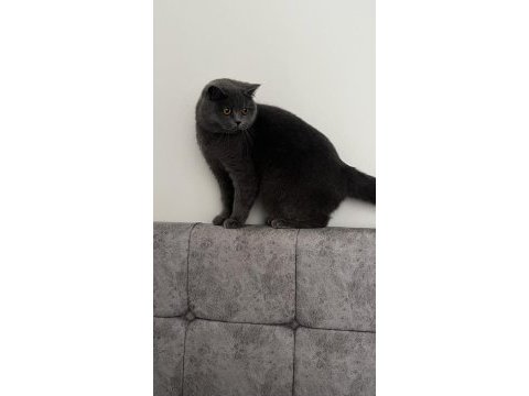 British shorthair kedisi