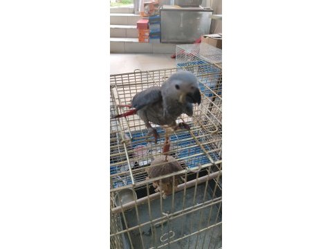 Bebek jako papağanı açıklamayı okumadan aramayın takas olur