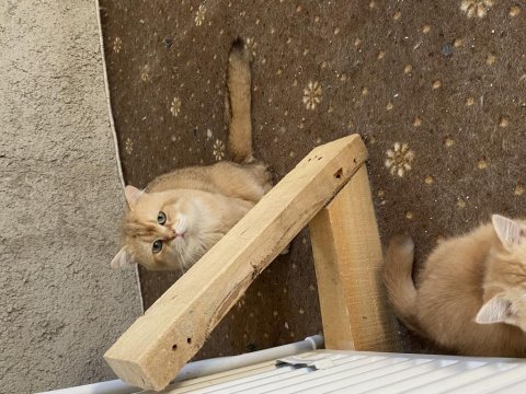 Britişh shorthair by11 erkek kedimiz 5 yaşında sov kalite