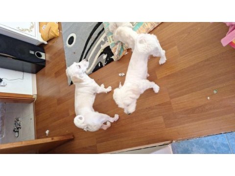 Orijinal malta maltese terrier yavrular