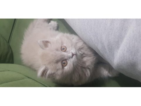 Uzun saçlı british longhair